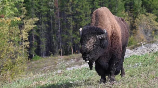 Bisons Der Kanadischen Wildnis — Stockvideo