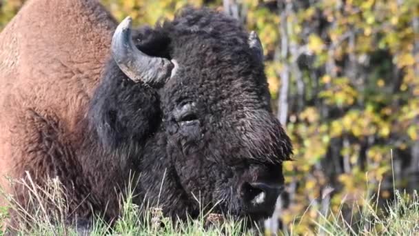 Bisonte Desierto Canadiense — Vídeos de Stock