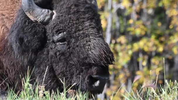 Bisonte Desierto Canadiense — Vídeos de Stock