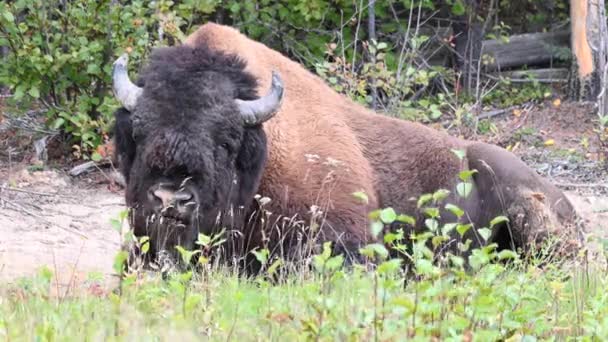 Bisons Der Kanadischen Wildnis — Stockvideo