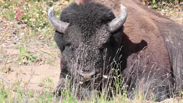 Bisonte Desierto Canadiense — Vídeos de Stock