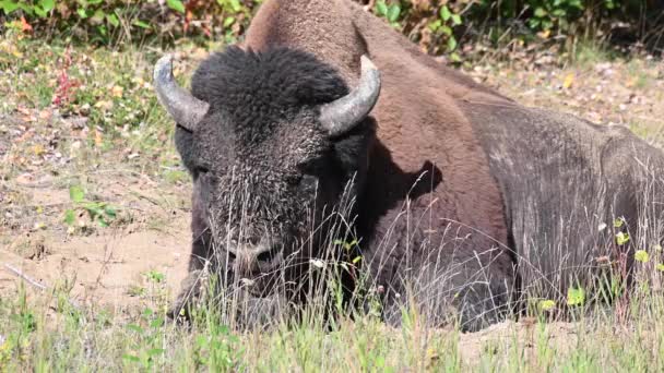 Bisons Der Kanadischen Wildnis — Stockvideo