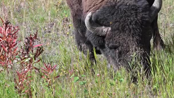 Bisonte Desierto Canadiense — Vídeos de Stock