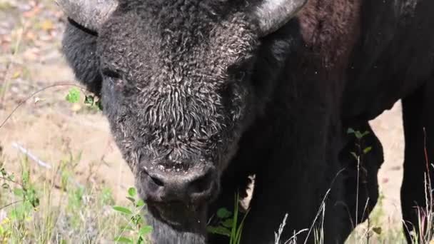 Bison Canadian Wilderness — Stock Video