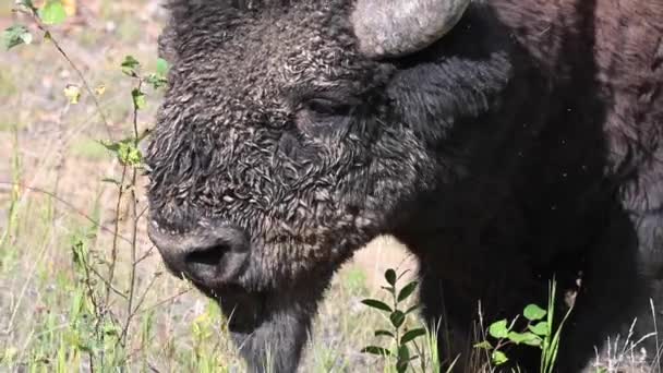 Bisonte Desierto Canadiense — Vídeos de Stock