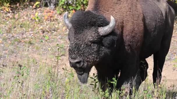 Bisons Der Kanadischen Wildnis — Stockvideo