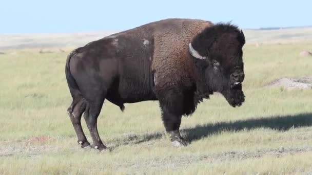Bisons Der Kanadischen Wildnis — Stockvideo