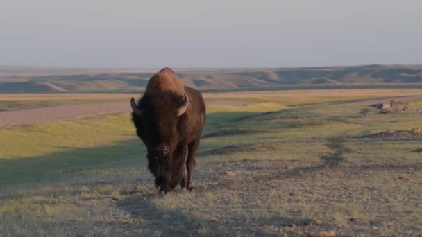 Bisonte Desierto Canadiense — Vídeo de stock