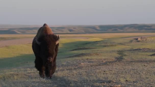 Bison Den Kanadensiska Vildmarken — Stockvideo