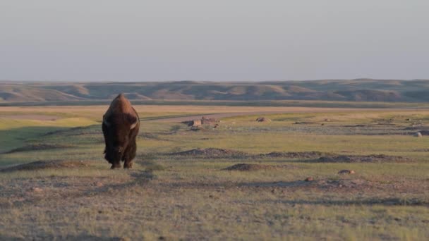 Bison Canadese Wildernis — Stockvideo