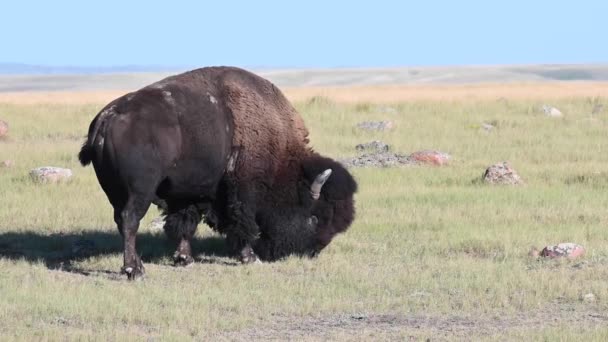 Bisons Der Kanadischen Wildnis — Stockvideo