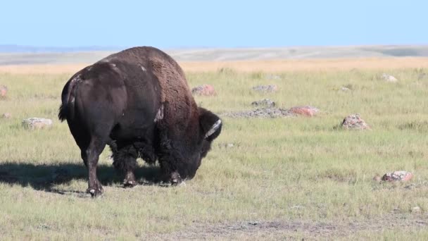 Bisão Deserto Canadense — Vídeo de Stock