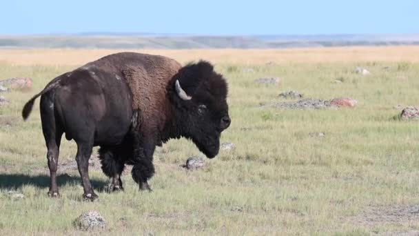 Bisons Der Kanadischen Wildnis — Stockvideo