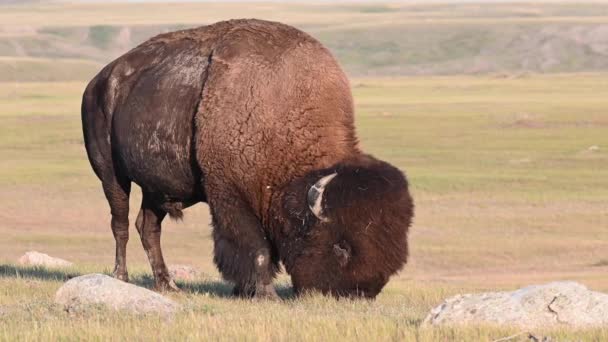 Bison Nella Natura Selvaggia Canadese — Video Stock