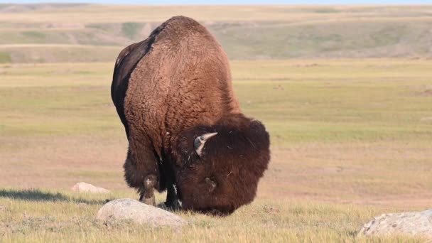 Bison Nella Natura Selvaggia Canadese — Video Stock