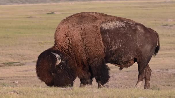 Bison Canadese Wildernis — Stockvideo