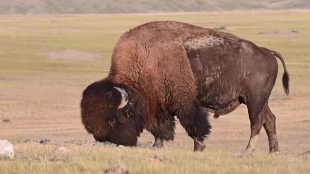 Bison Nella Natura Selvaggia Canadese — Video Stock