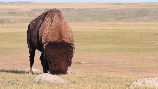 Bison Nella Natura Selvaggia Canadese — Video Stock