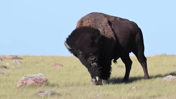 Bisonte Desierto Canadiense — Vídeos de Stock