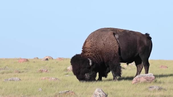 Bisonte Desierto Canadiense — Vídeos de Stock