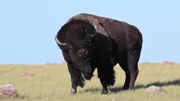 Bison Canadian Wilderness — Stock Video