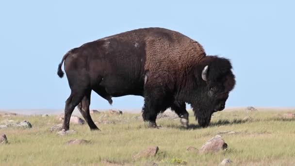 Bison Dans Nature Sauvage Canadienne — Video