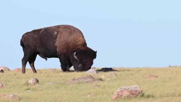 Bisonte Desierto Canadiense — Vídeos de Stock