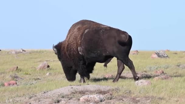 カナダの荒野でのバイソン — ストック動画