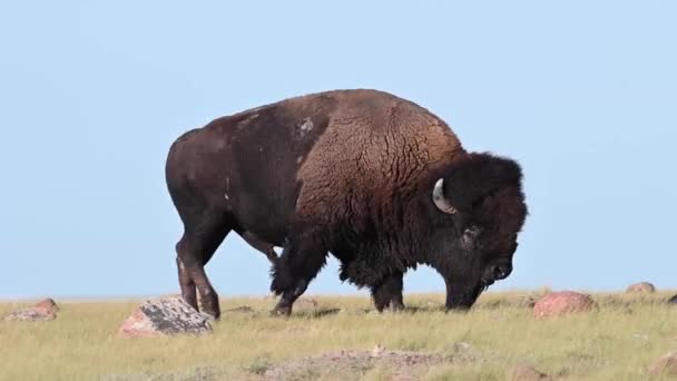 Bisonte Desierto Canadiense — Vídeo de stock