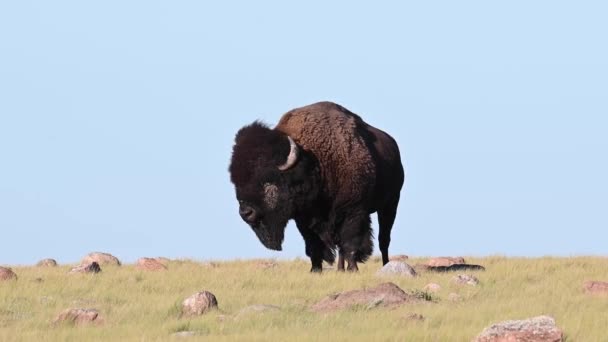 Bisonte Desierto Canadiense — Vídeos de Stock