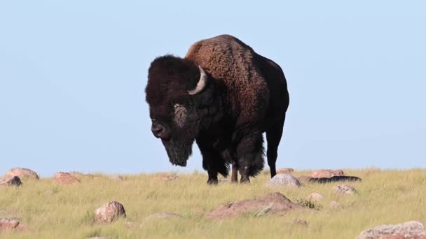 Bison Den Kanadensiska Vildmarken — Stockvideo