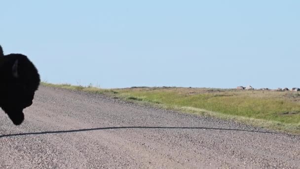 Bisonte Desierto Canadiense — Vídeo de stock