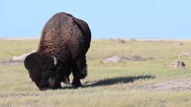 Bison Nella Natura Selvaggia Canadese — Video Stock