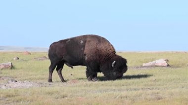 Bizon Kanada 'nın vahşi doğasında