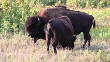 Bizon Kanada 'nın vahşi doğasında