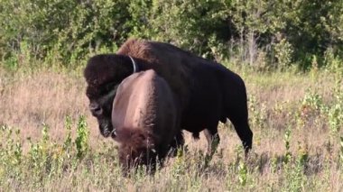 Bizon Kanada 'nın vahşi doğasında