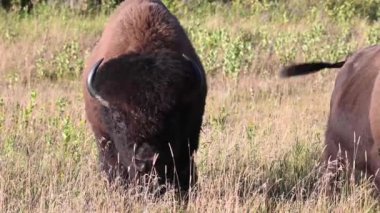 Bizon Kanada 'nın vahşi doğasında