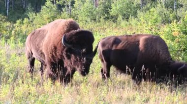 Bizon Kanada 'nın vahşi doğasında