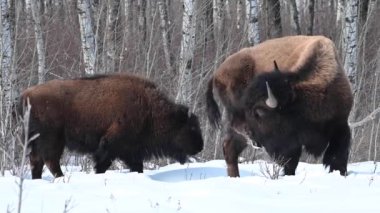 Bizon Kanada 'nın vahşi doğasında