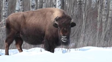 Bizon Kanada 'nın vahşi doğasında