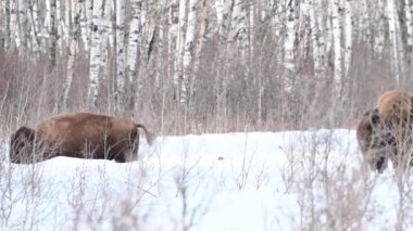 Bizon Kanada 'nın vahşi doğasında