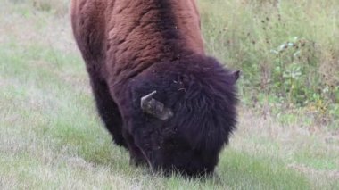 Bizon Kanada 'nın vahşi doğasında