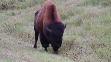 Bizon Kanada 'nın vahşi doğasında
