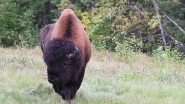 Bizon Kanada 'nın vahşi doğasında