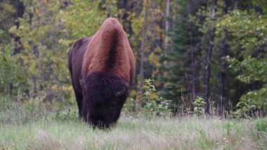 Bizon Kanada 'nın vahşi doğasında