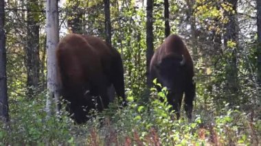 Bizon Kanada 'nın vahşi doğasında