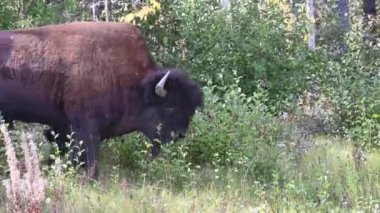 Bizon Kanada 'nın vahşi doğasında