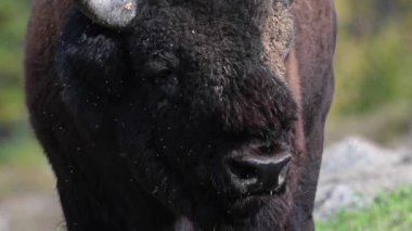 Bizon Kanada 'nın vahşi doğasında