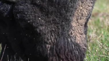 Bizon Kanada 'nın vahşi doğasında