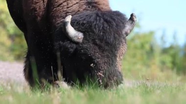Bizon Kanada 'nın vahşi doğasında